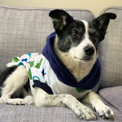 White Dinosaur Print Dog Hoodie with Navy Hood
