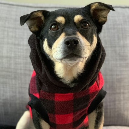 Red Buffalo Plaid Dog Hoodie with Black Hood
