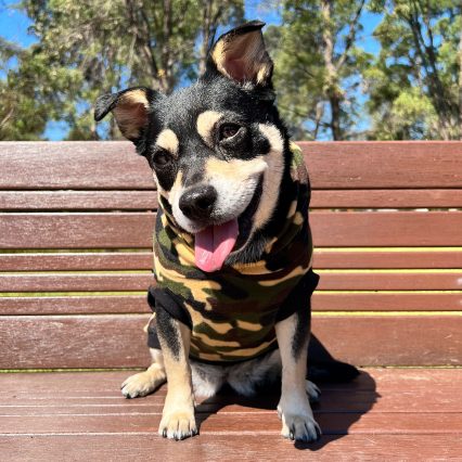 Camouflage Dog Hoodie