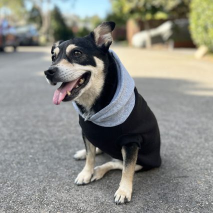 Black Dog Hoodie with Gray Hood