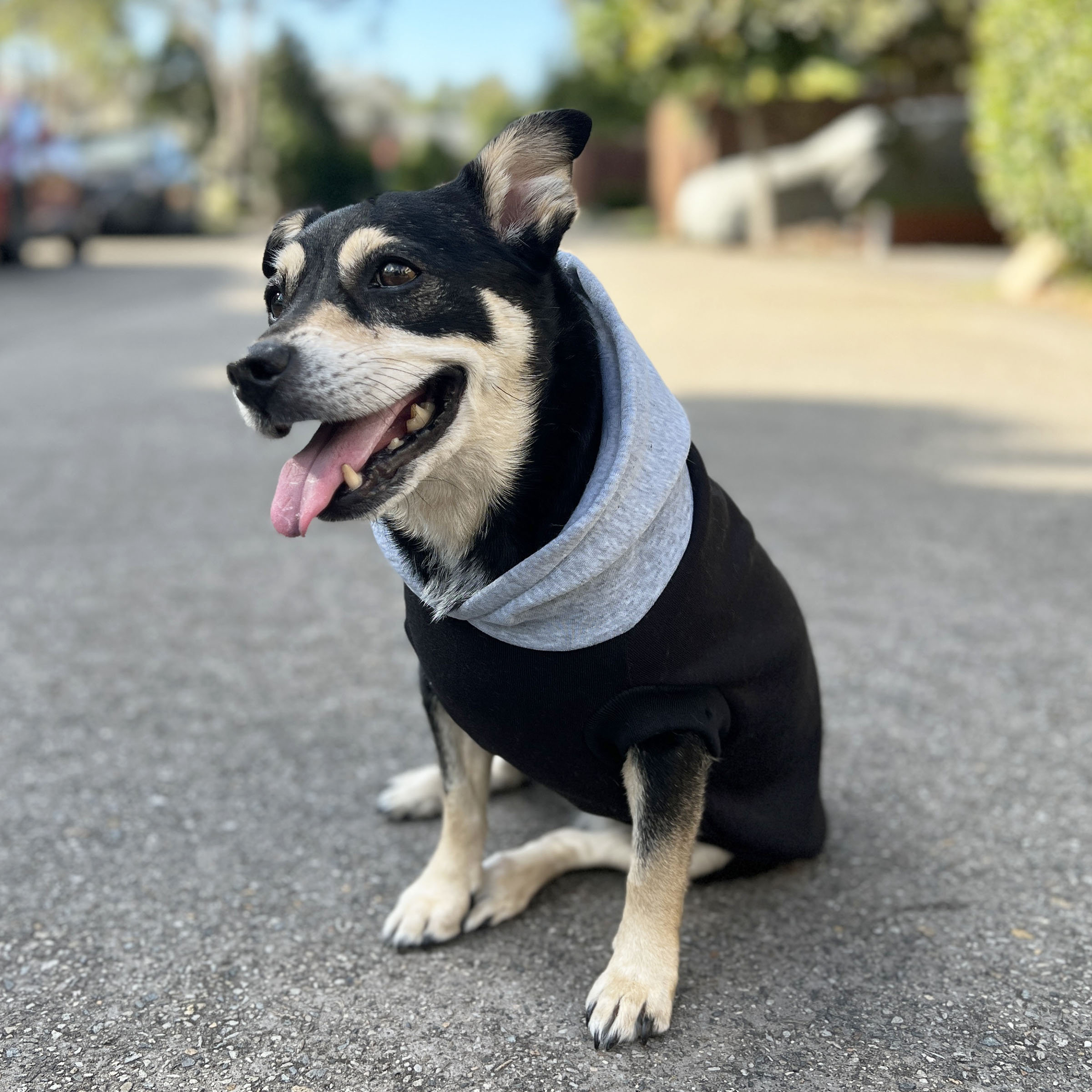 Black Dog Hoodie with Gray Hood