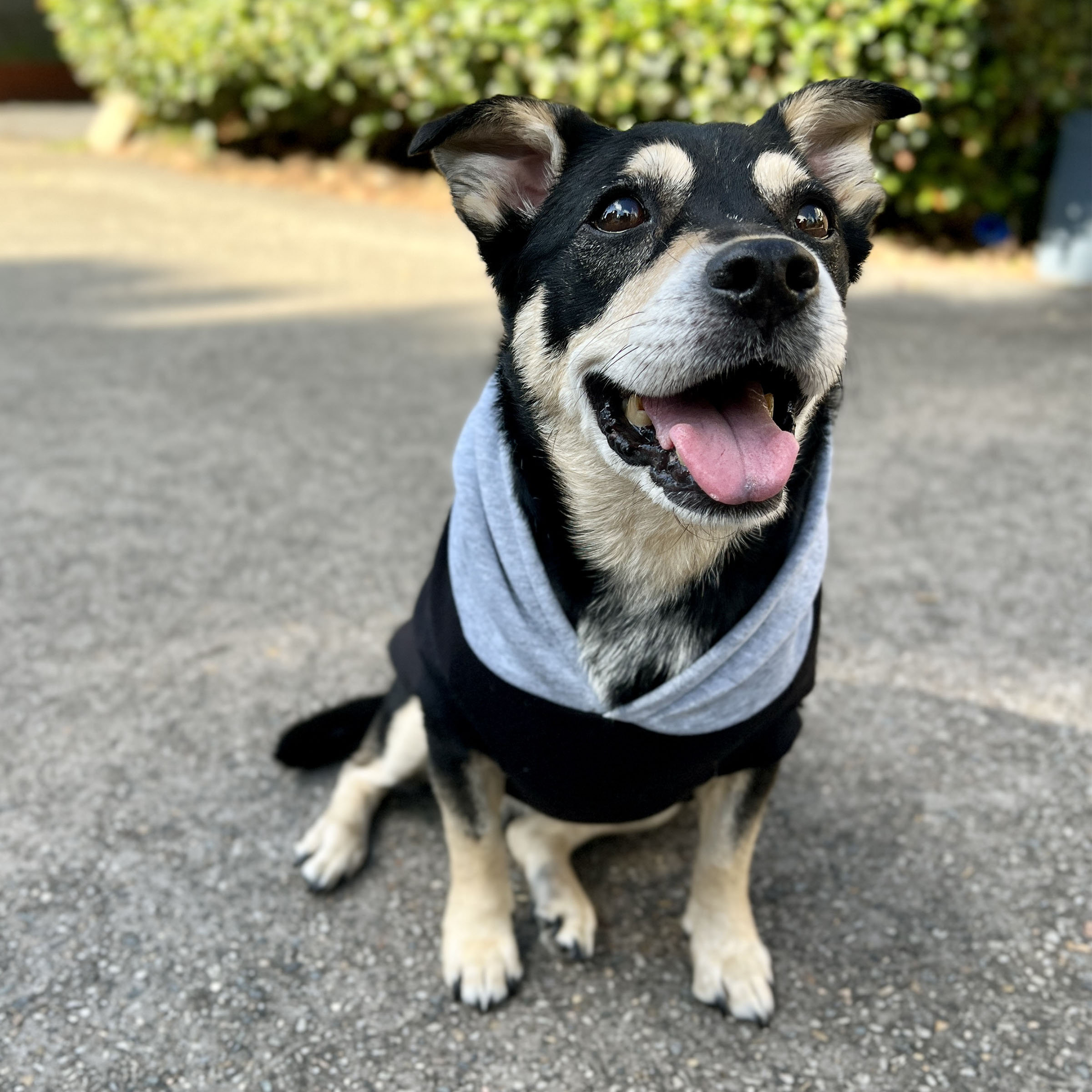 Black Dog Hoodie with Gray Hood - Image 2