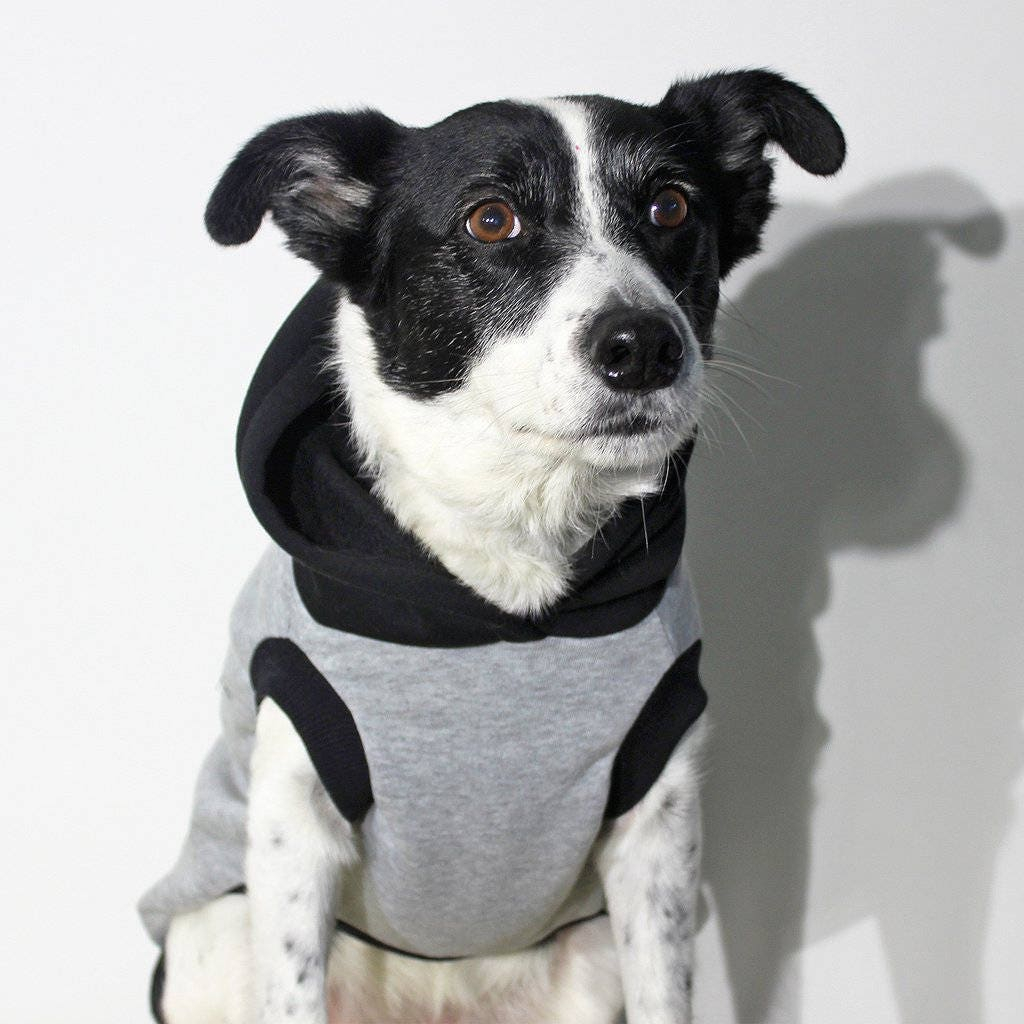 Gray Dog Hoodie with Black Hood
