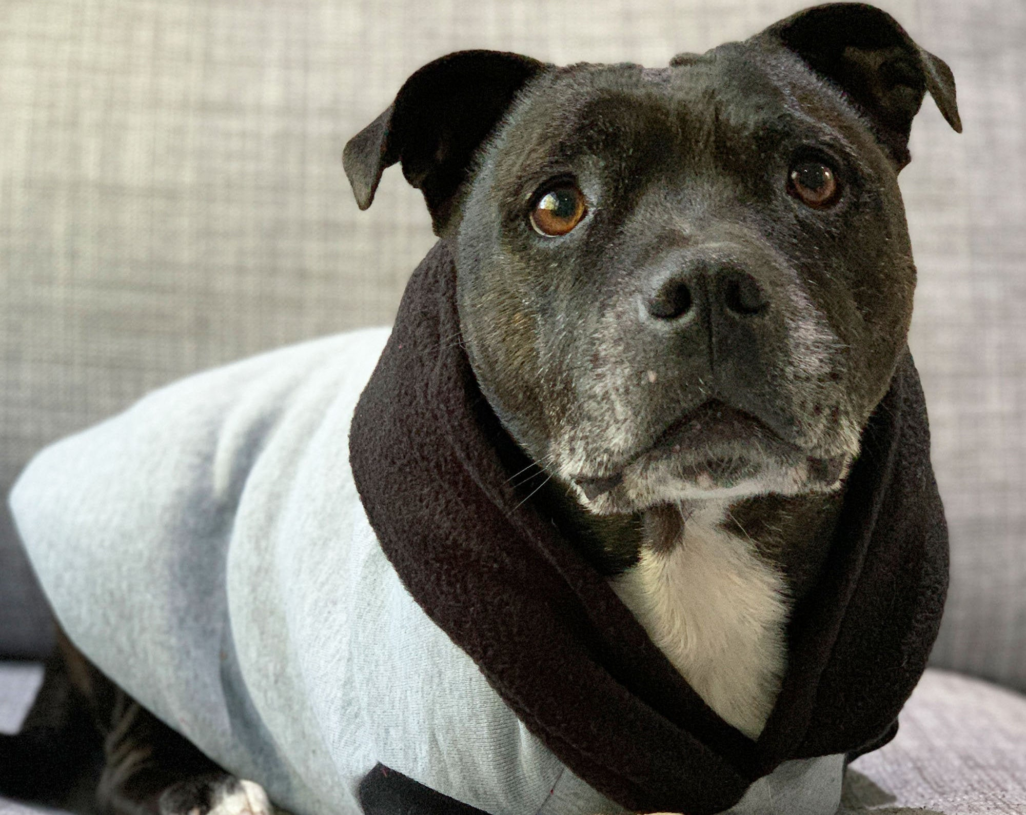 Gray Dog Hoodie with Black Hood - Image 4
