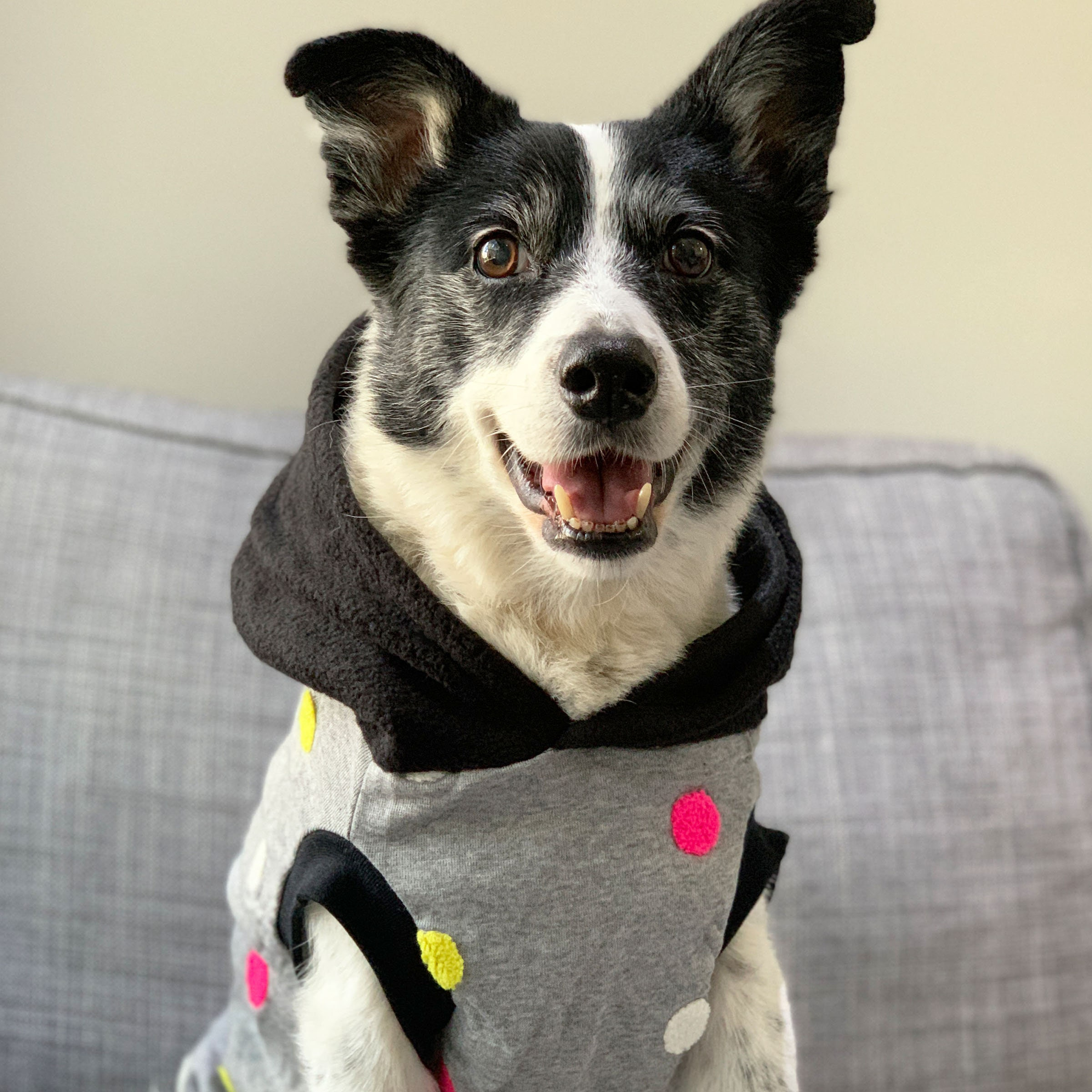 Gray Polka Dot Dog Hoodie with Black Hood - Image 4