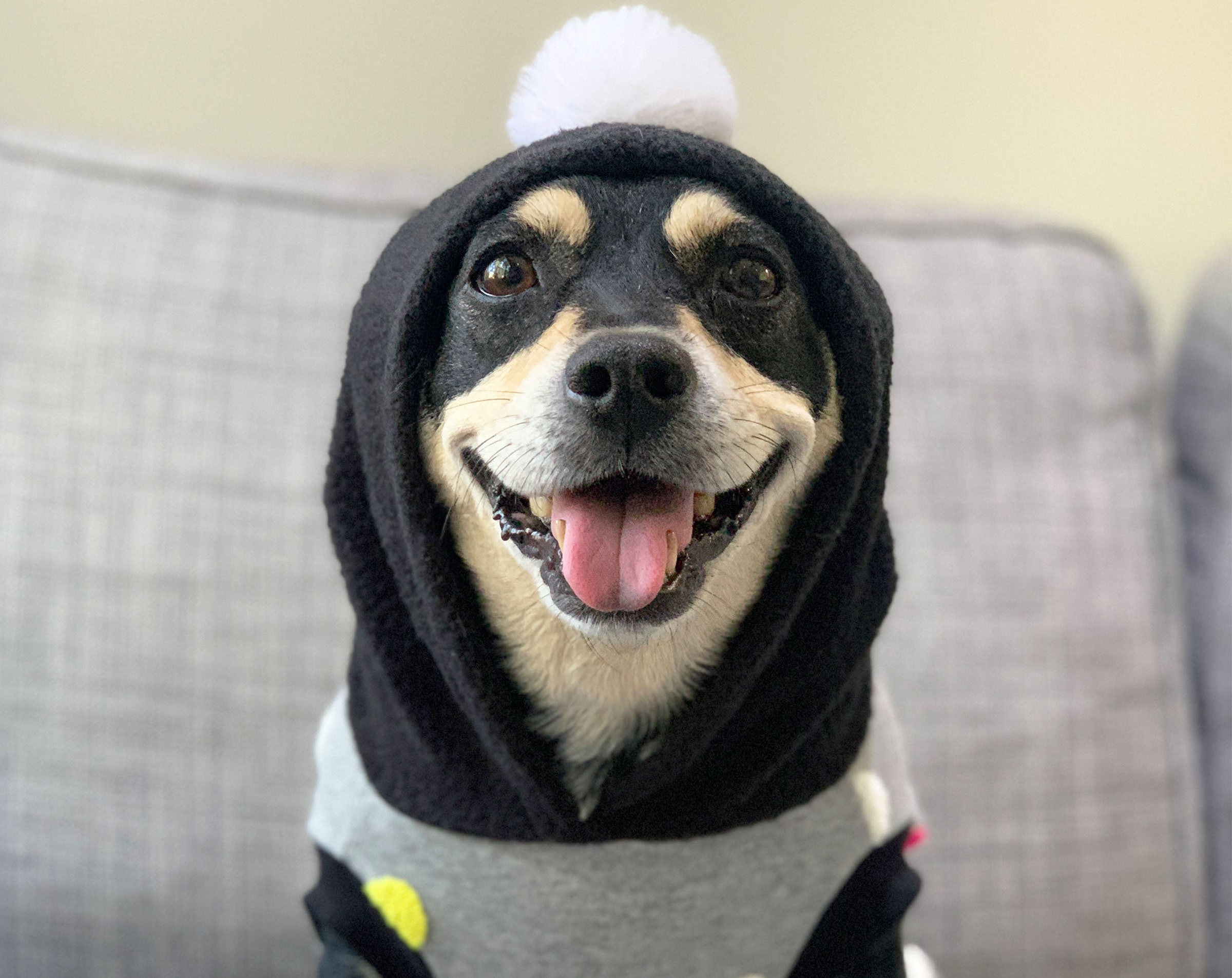 Gray Polka Dot Dog Hoodie with Black Hood - Image 2