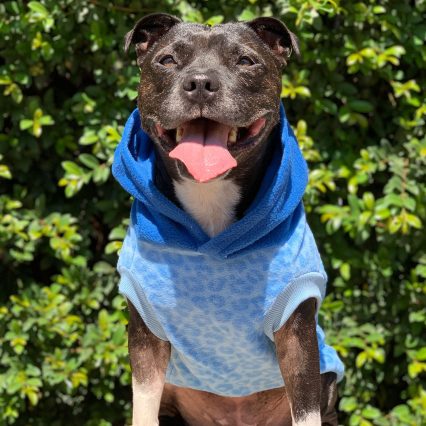 Blue Leopard Print Dog Hoodie with Royal Blue Hood