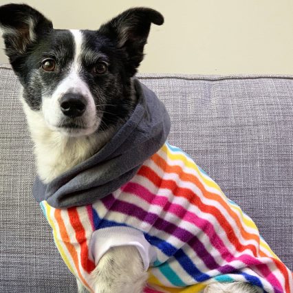 Rainbow Stripe Dog Hoodie with Gray Hood