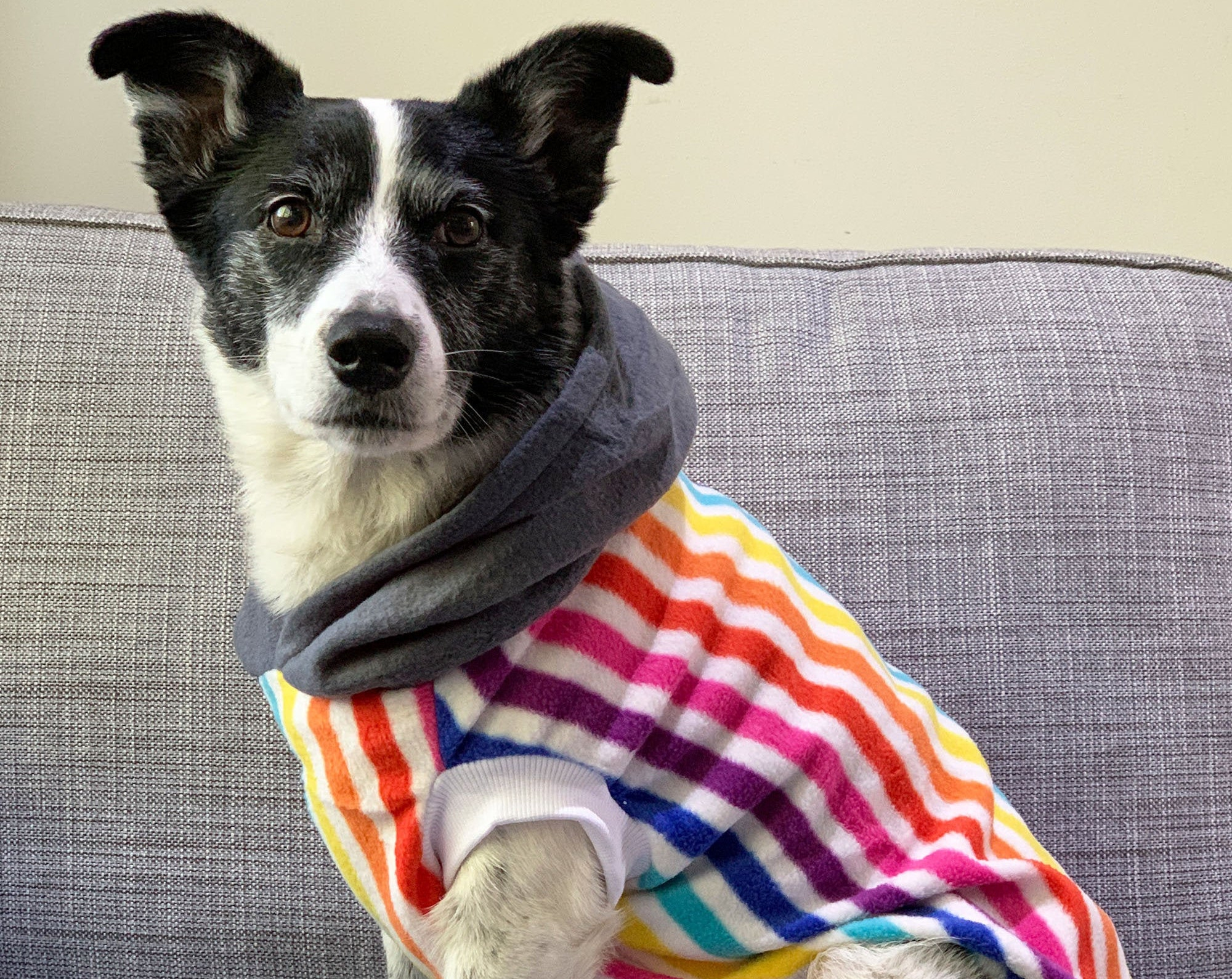 Rainbow Stripe Dog Hoodie with Gray Hood