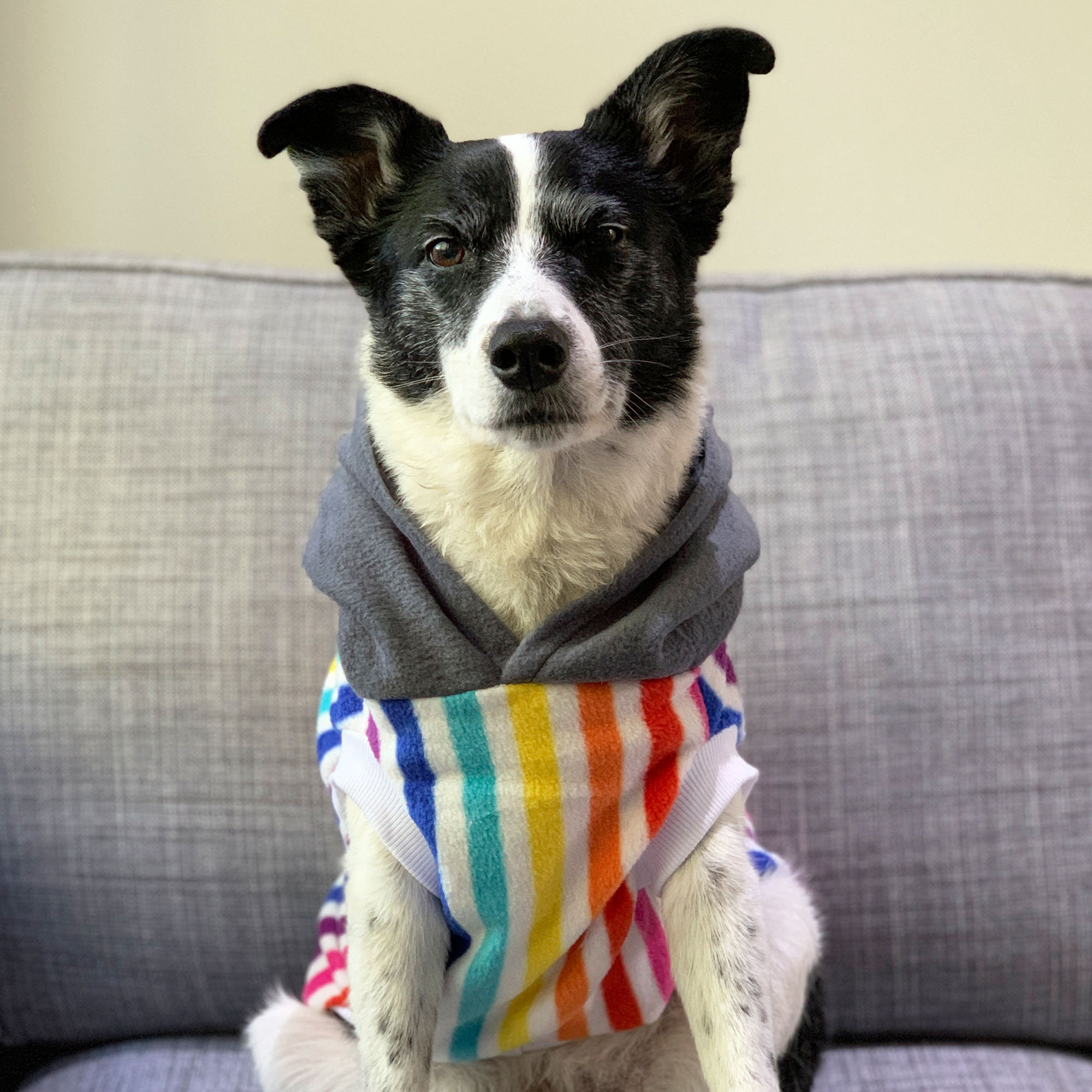 Rainbow Stripe Dog Hoodie with Gray Hood - Image 2