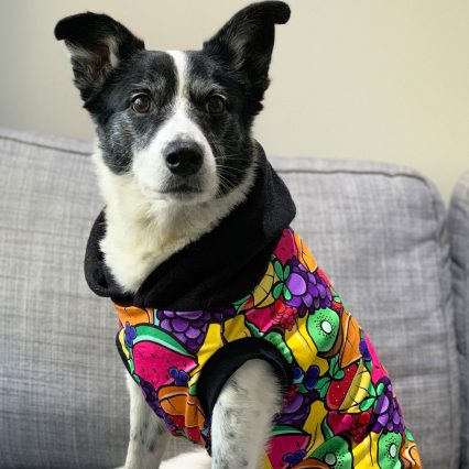 Colorful Fruit Print Dog Hoodie with Black Hood