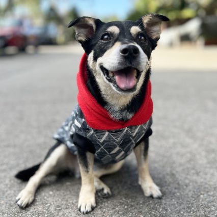 Black Geometric Dog Hoodie with Red Hood