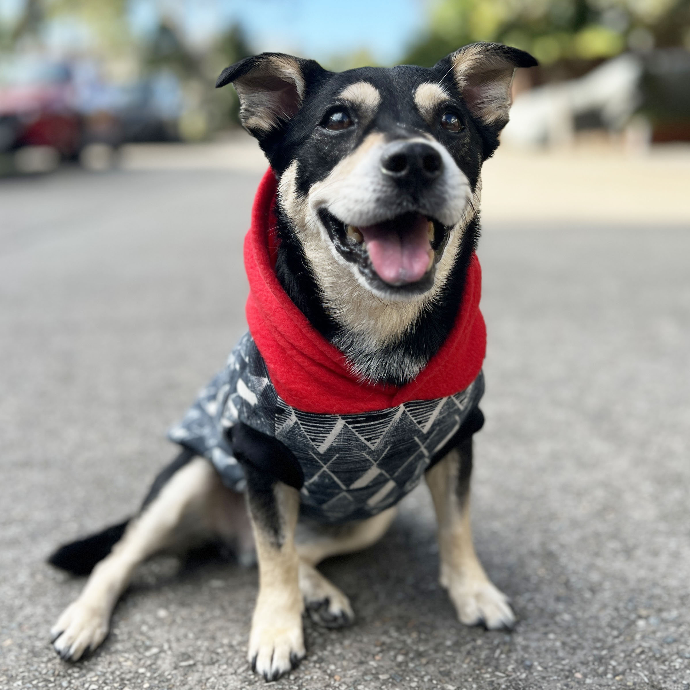 Black Geometric Dog Hoodie with Red Hood