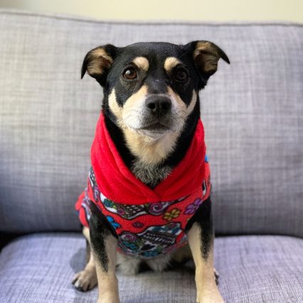Colorful Paisley Print Dog Hoodie with Red Hood