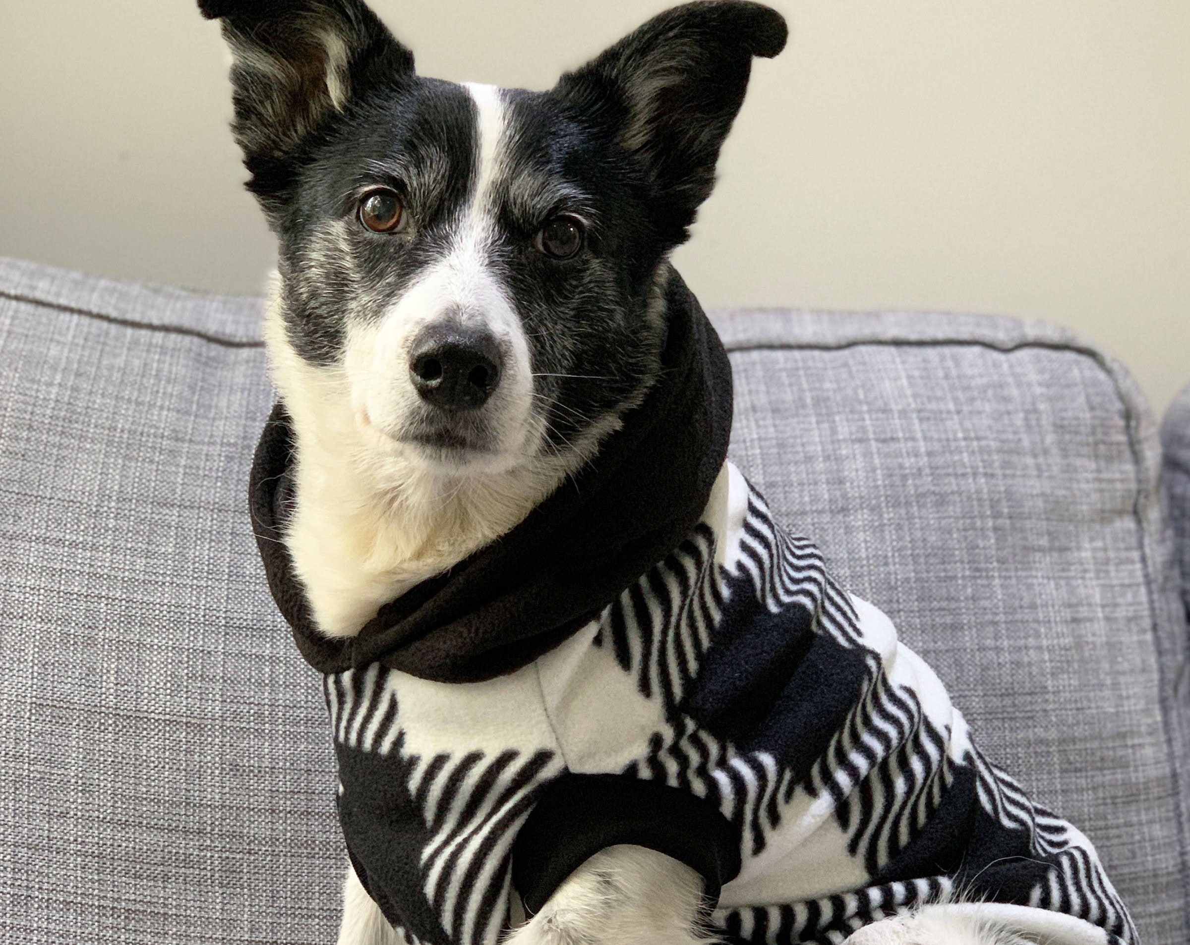 Black and White Plaid Dog Hoodie