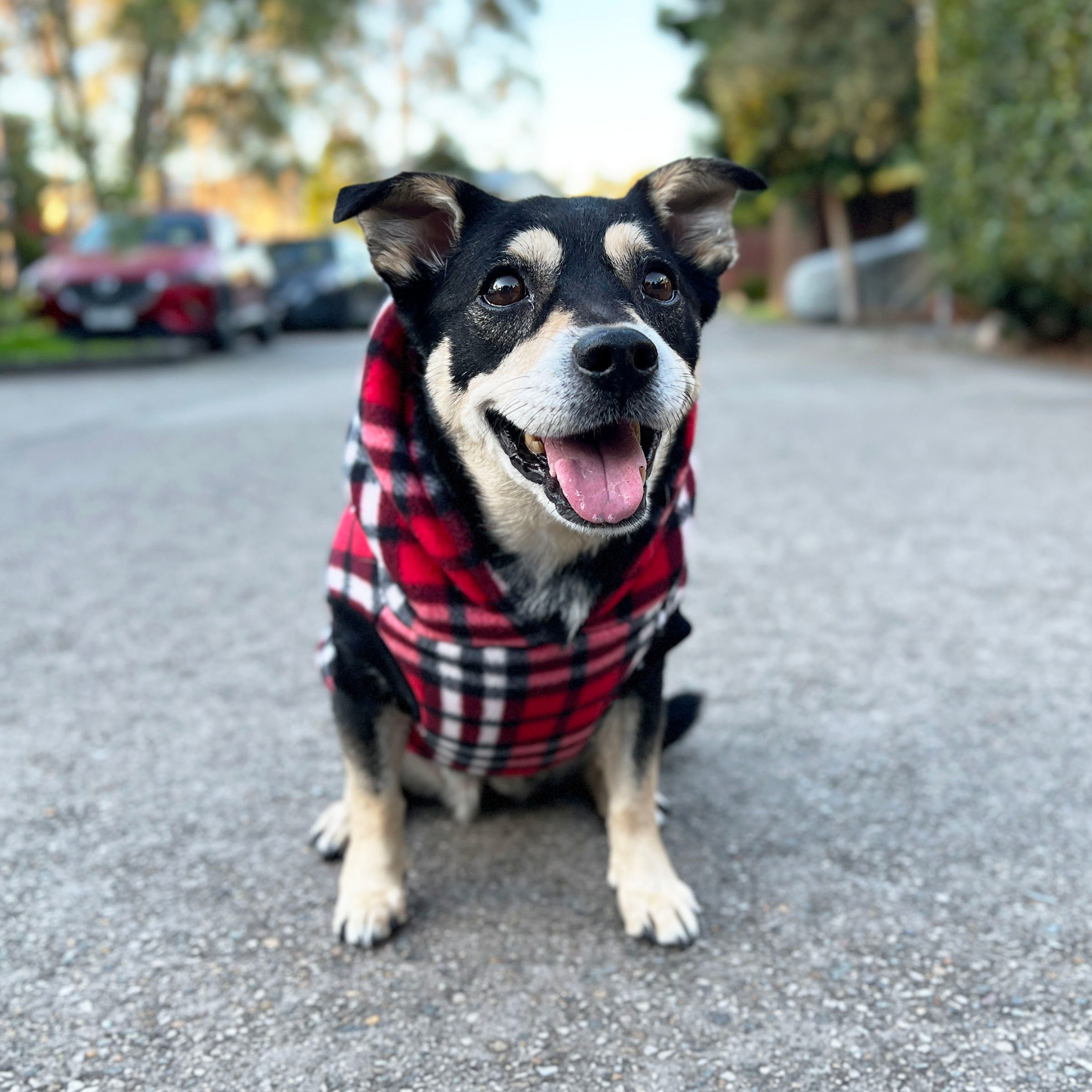 Red Plaid Dog Hoodie