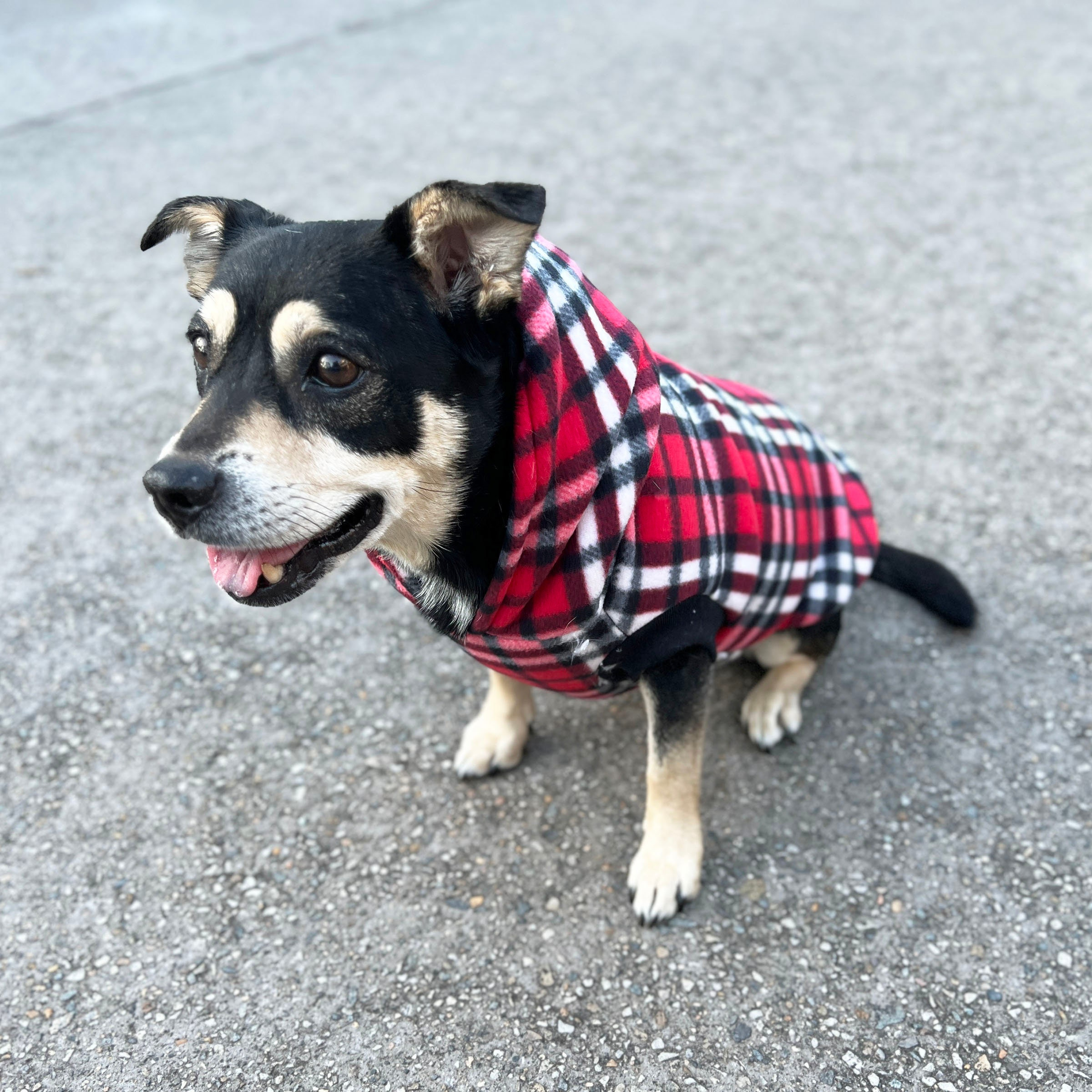 Red Plaid Dog Hoodie - Image 3