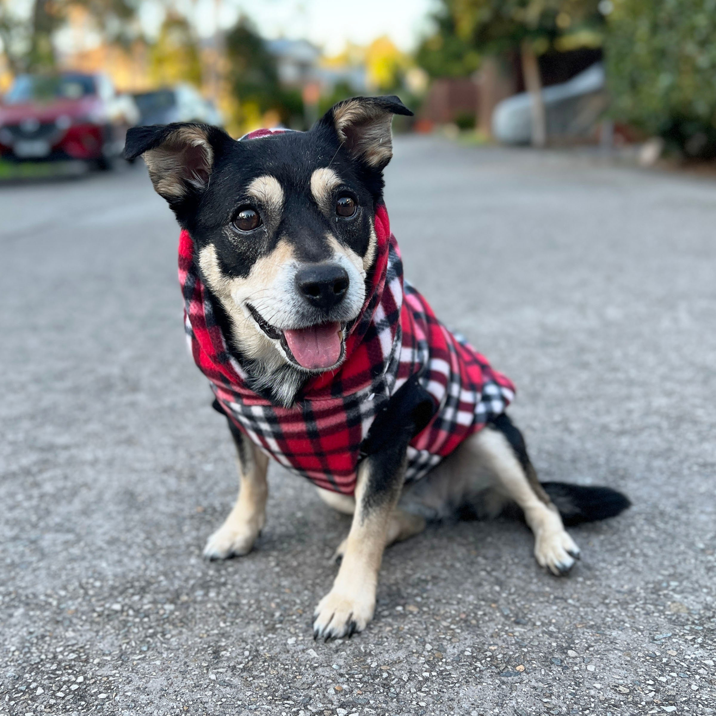 Red Plaid Dog Hoodie - Image 4