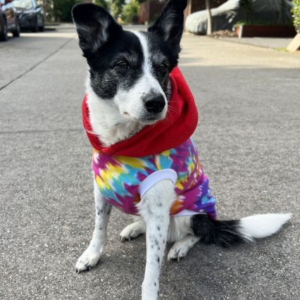 Rainbow Tie-Dye Dog Hoodie with Red Hood