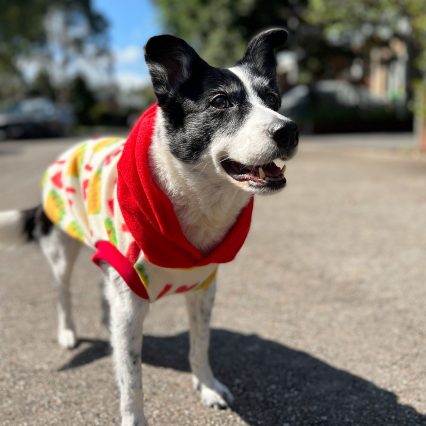 I Love Tacos Dog Hoodie with Red Hood