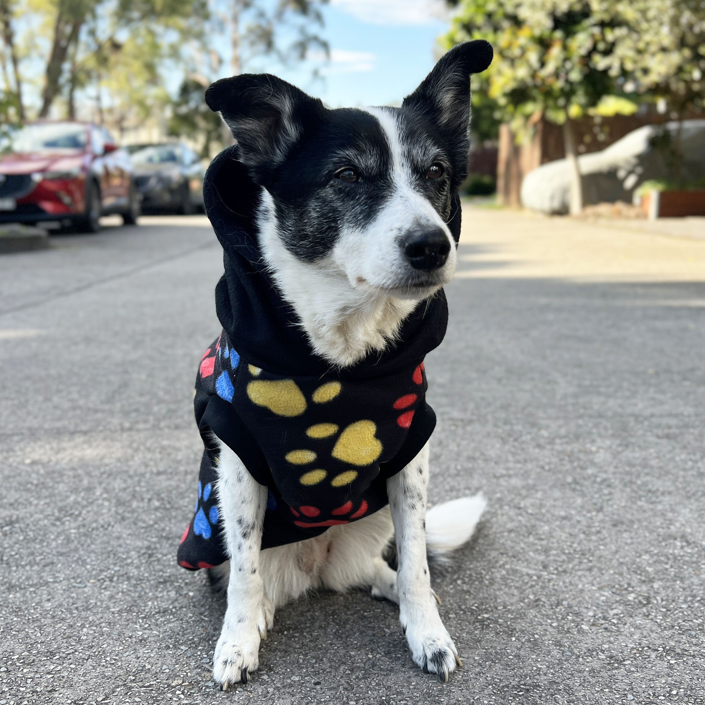 Black Paw Print Dog Hoodie - Image 3