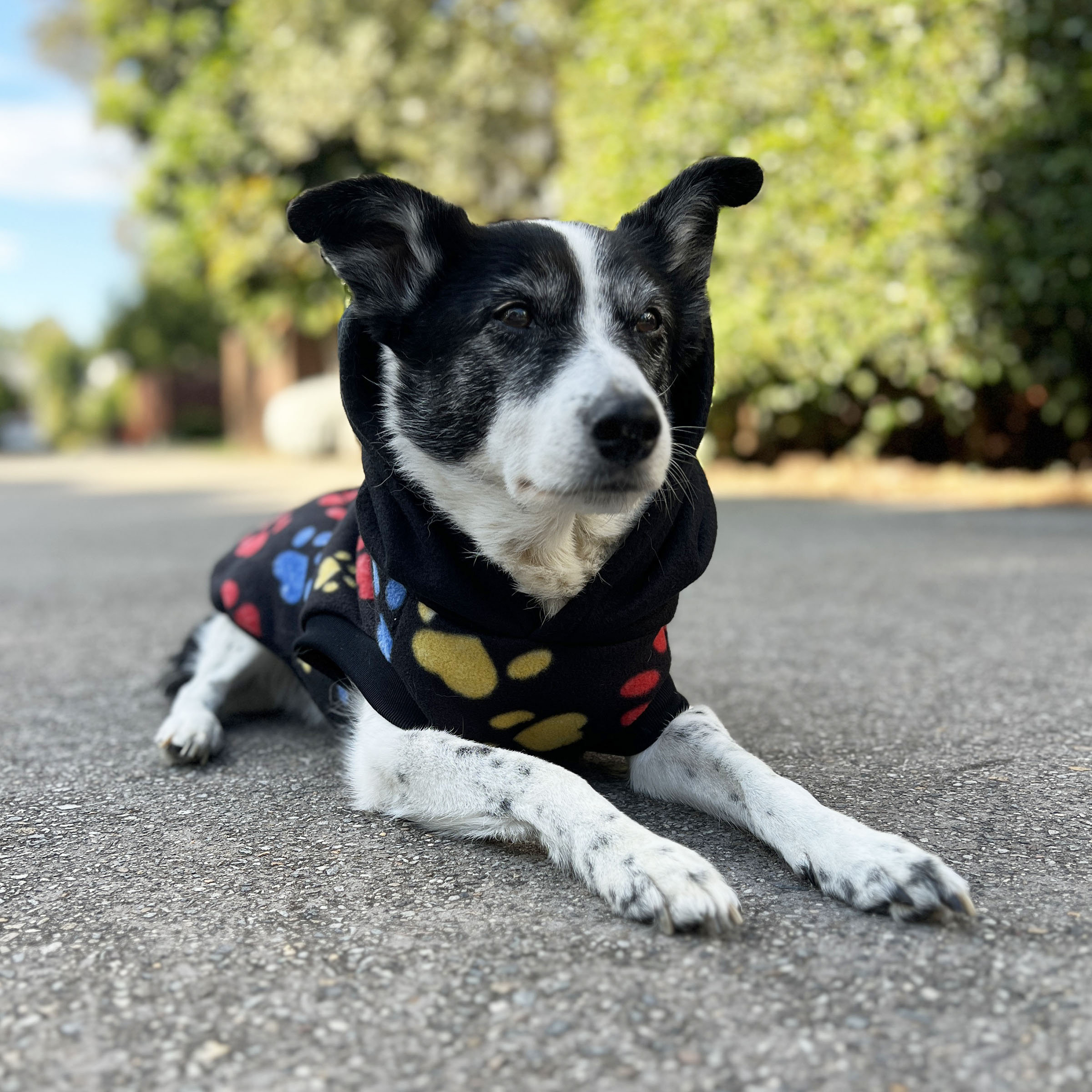 Black Paw Print Dog Hoodie