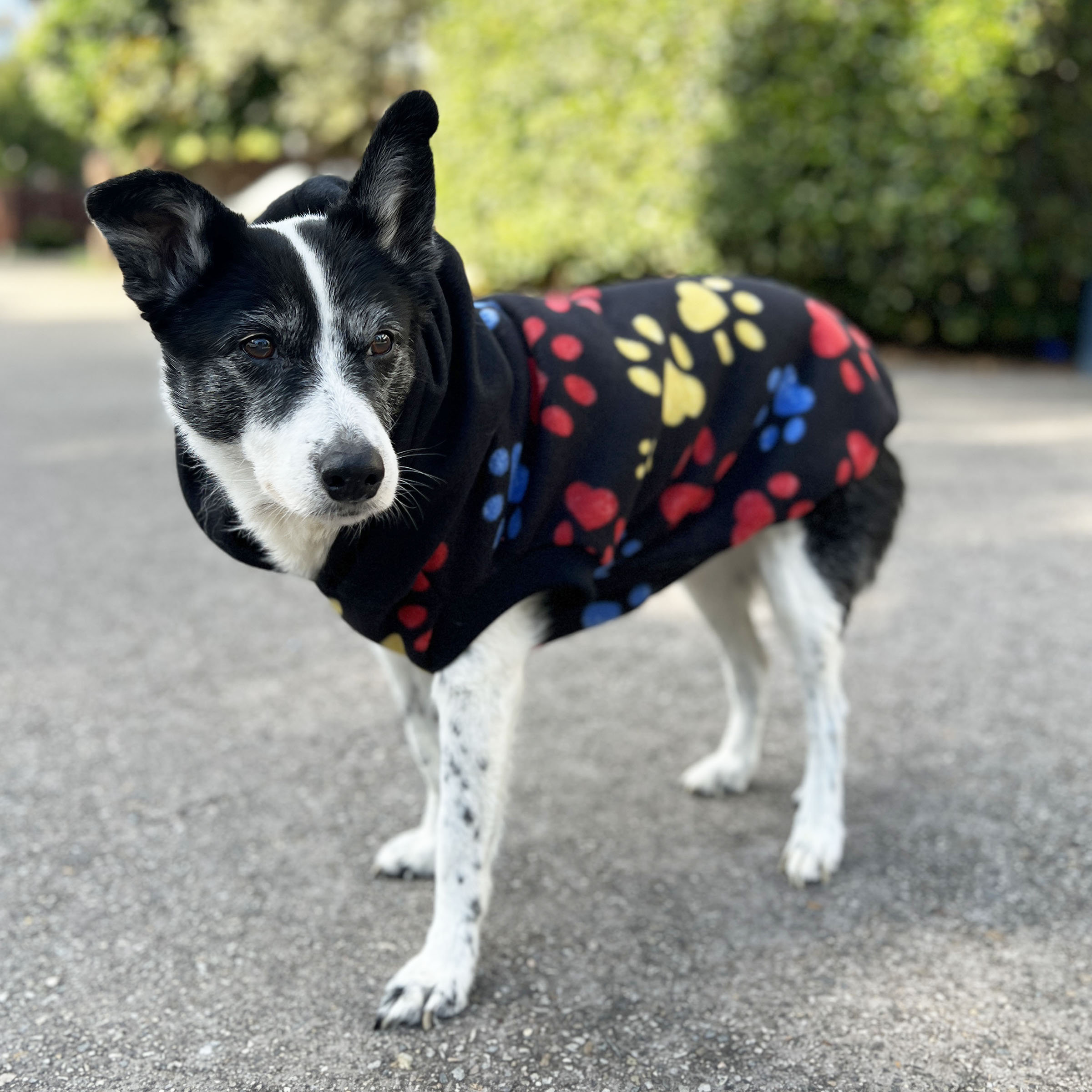 Black Paw Print Dog Hoodie - Image 4